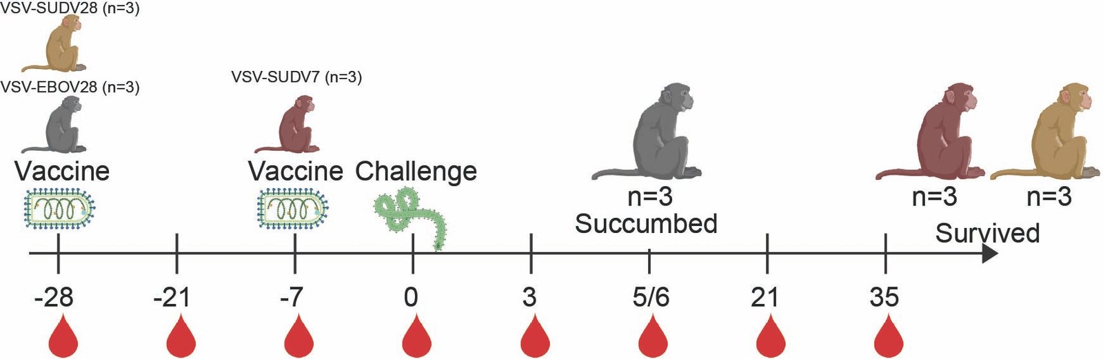 Transcriptional changes linked to rapid protection from SUDV infection by a single dose of a Vesicular Stomatitis Virus-based vaccine