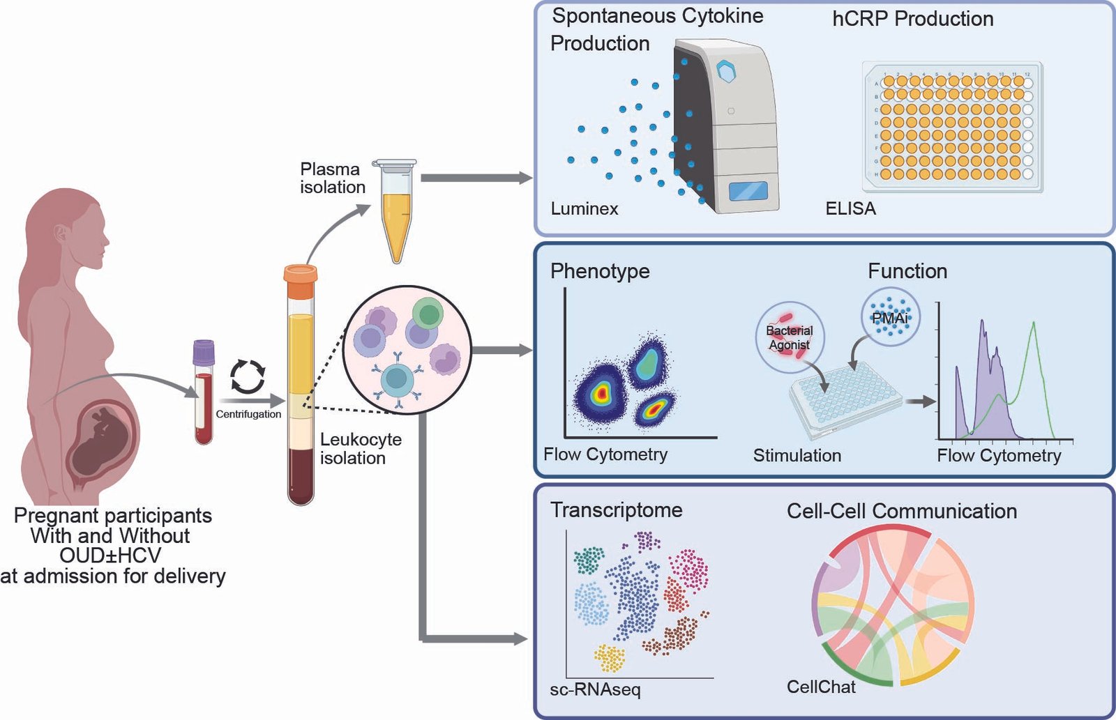 Maternal Opioid Use Disorder and Hepatitis C Infection in Pregnancy Reshape the Peripheral Immune Landscape at Term